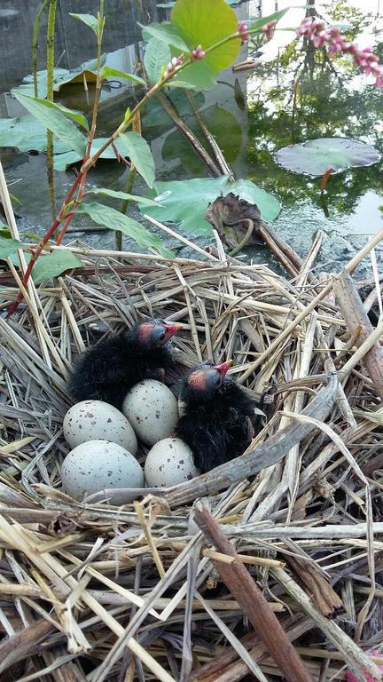 Ferienwohnung Water Bird Family Toucheng Exterior foto