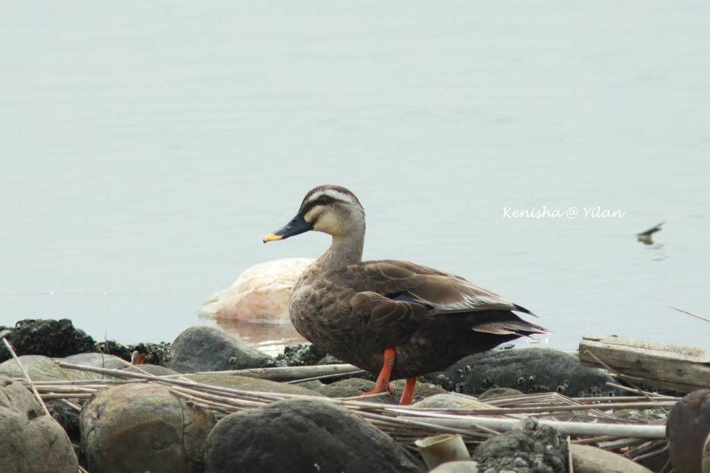 Ferienwohnung Water Bird Family Toucheng Exterior foto